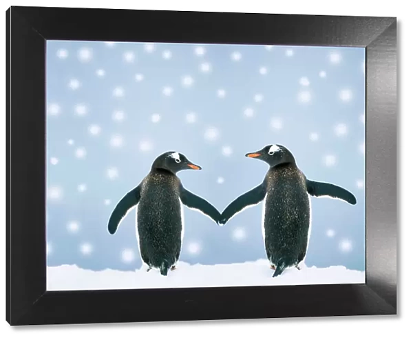 Gentoo Penguin - pair holding hands in the snow