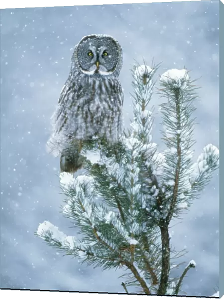 Great Grey OWL - perched on conifer in snow storm