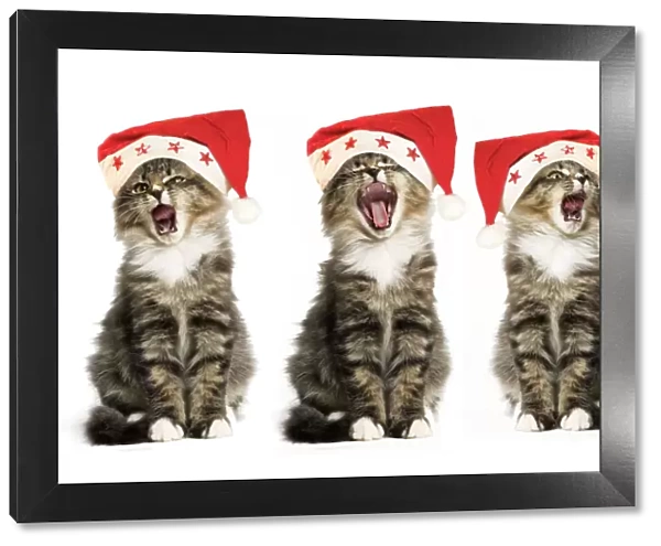 Norwegian Forest Cat - x3 wearing Christmas hats, singing