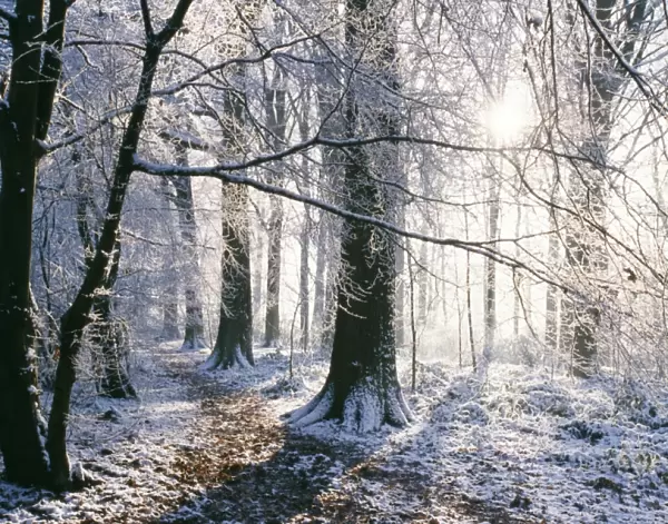SNOW - in Woodland