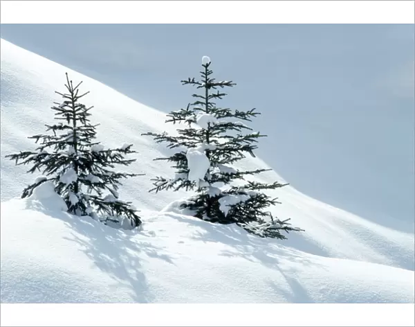 Norway Spruce Tree Young trees in snow, winter. Hoge Venen, Les Fagnes, Belgium