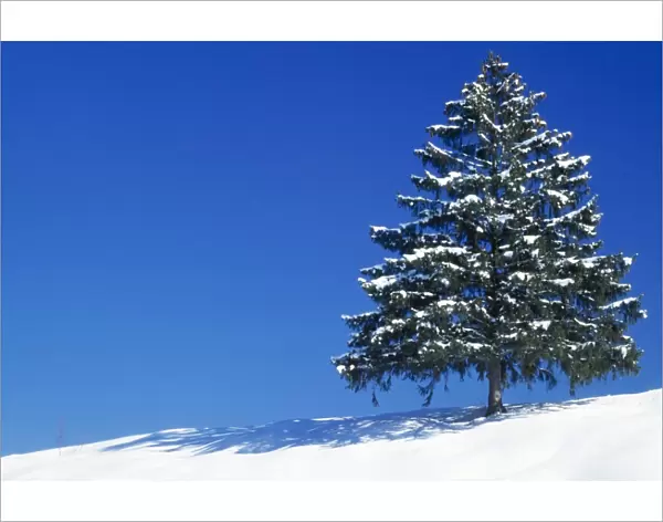 Spruce Tree In winter snow, Germany