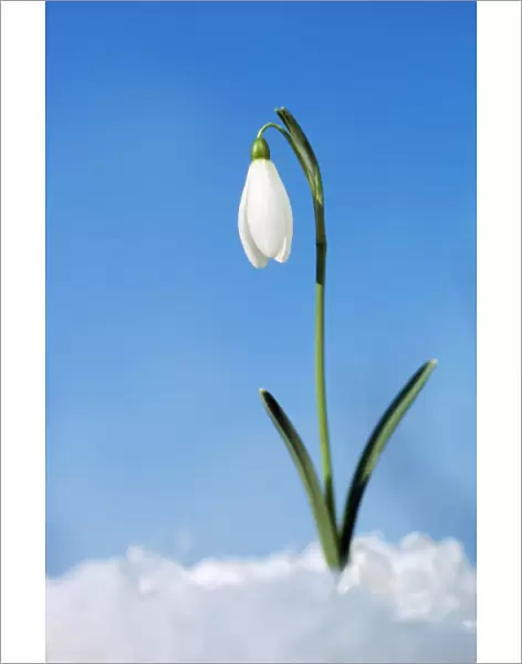 Snowdrop Flower Single, in snow