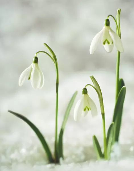Snowdrop - Three flowers in snow
