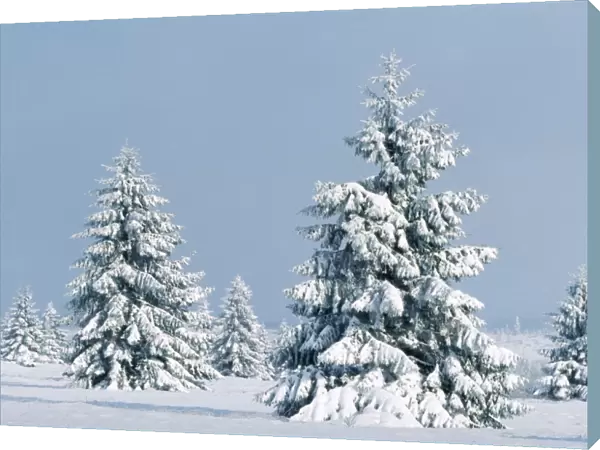 Snow - on conifers High-moor National Reserve, Belgium