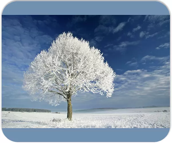 Tree and frost winter landscape and tree covered in thick frost Baden-Wuerttemberg, Germany