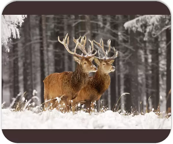 Red Deer - Two together in winter snow