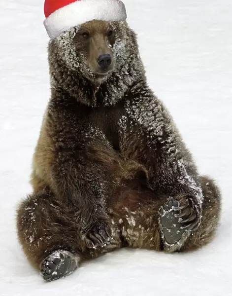 European Brown Bear - Male. Resting after playing in snow, wearing Christmas hat