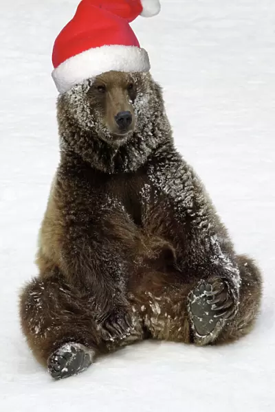 European Brown Bear - Male. Resting after playing in snow, wearing Christmas hat