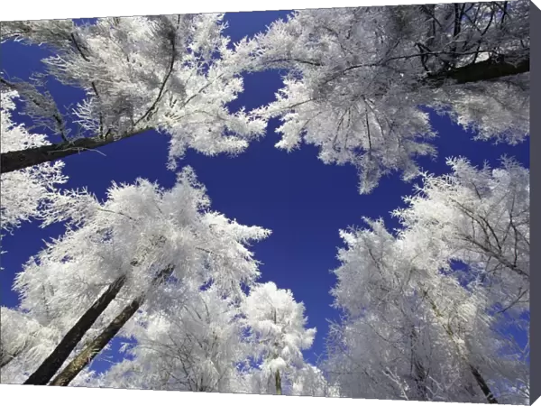 Larch Trees - Covered with snow and frost in winter. Meissner Hills, North Hessen, Germany