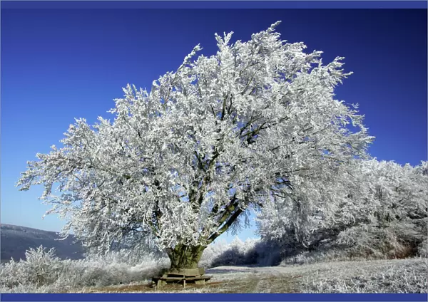 Beech Tree - Covered with snow and frost in winter. Meiszner Hills, North Hessen, Germany