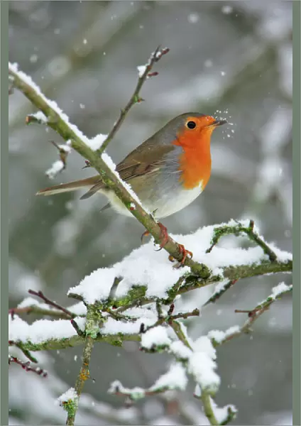 Robin - by snowfall in winter Lower Saxony, Germany
