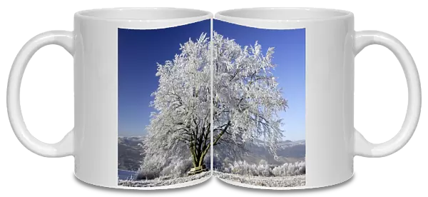 Beech Tree in Winter - Covered with frost and snow in December Meissner Hills, North Hessen, Germany