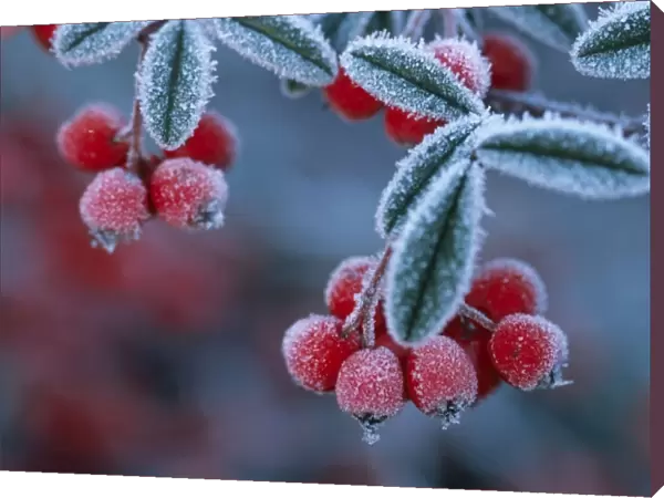 Cotoneaster Berries - Covered in frost