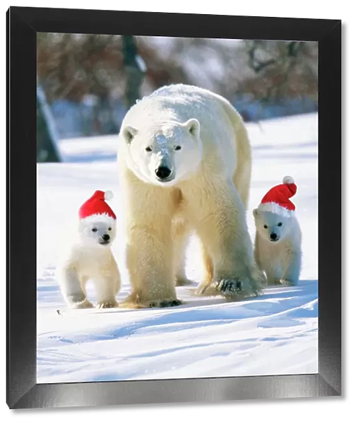 Polar Bear Parent with cubs wearing Christmas hats