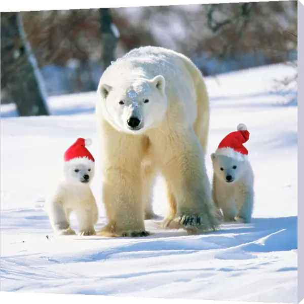 Polar Bear Parent with cubs wearing Christmas hats