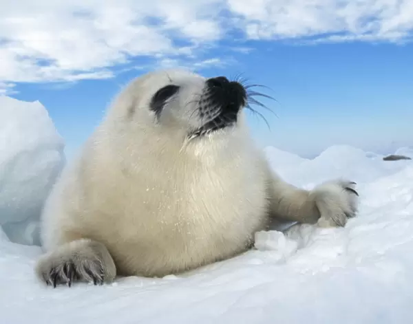 HARP SEAL pup - lying on ice, facing camera