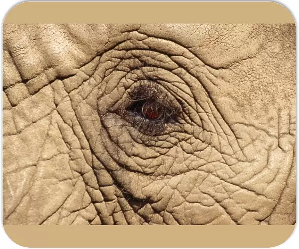 African Elephant - close-up of eye Botswana, Africa