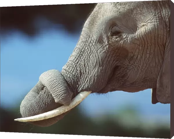AFRICAN ELEPHANT - single, close-up of trunk