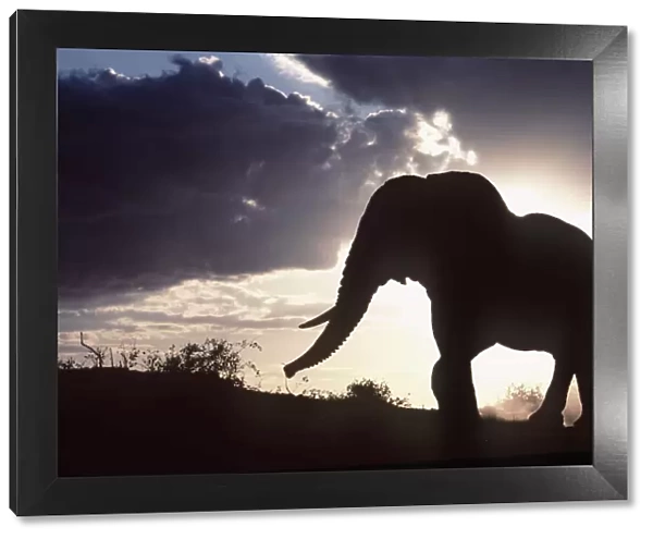 African ELEPHANT - single, silhouette