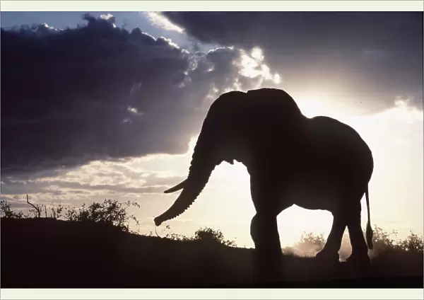 African ELEPHANT - single, silhouette
