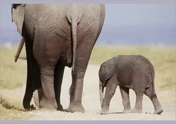AFRICAN ELEPHANT - WITH YOUNG