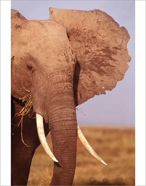 AFRICAN ELEPHANT - Single Bull showing tusks