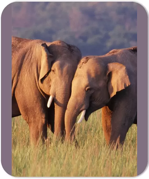 Indian  /  Asian Elephant Corbett National Park, India