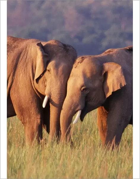 Indian  /  Asian Elephant Corbett National Park, India