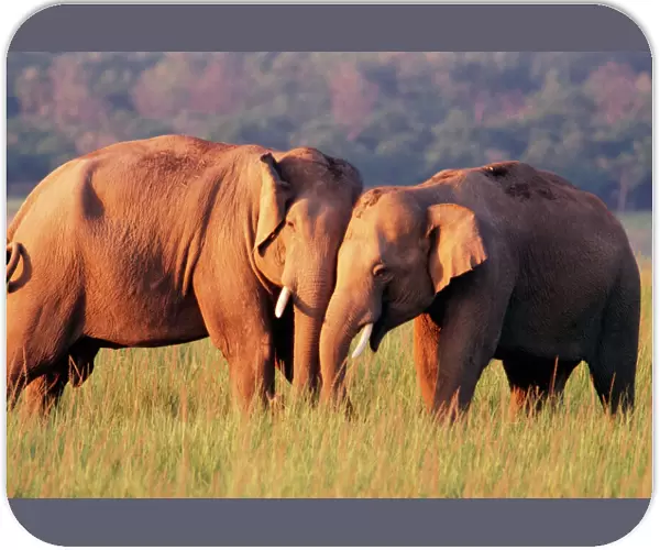 Indian  /  Asian Elephant Corbett National Park, Indian
