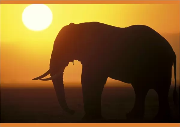 African Elephant - at sunset