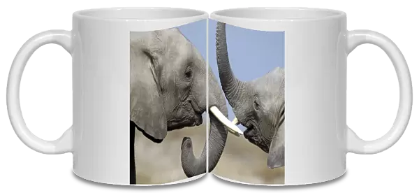 African Elephant - two. Amboseli National Park - Kenya - Africa