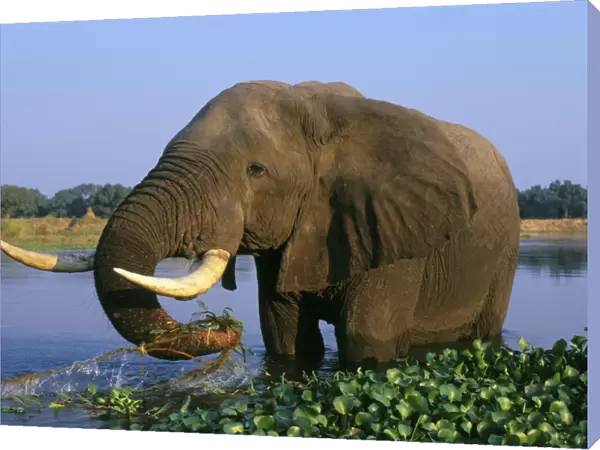 African Elephant Bull. Feeding in a river. Zambezi River, Mana Pools National Park, Zimbabwe, Africa. 3ME283