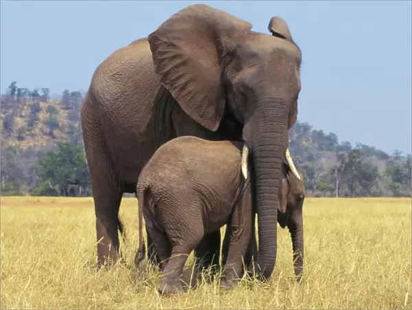 African ELEPHANT - female  /  cow with young calf