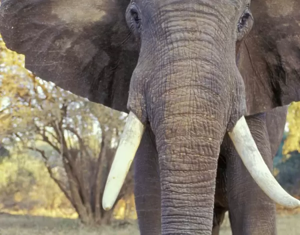 African Elephant Bull. Being aggressive. Mana Pools National Park, Zimbabwe, Africa. 3ME303