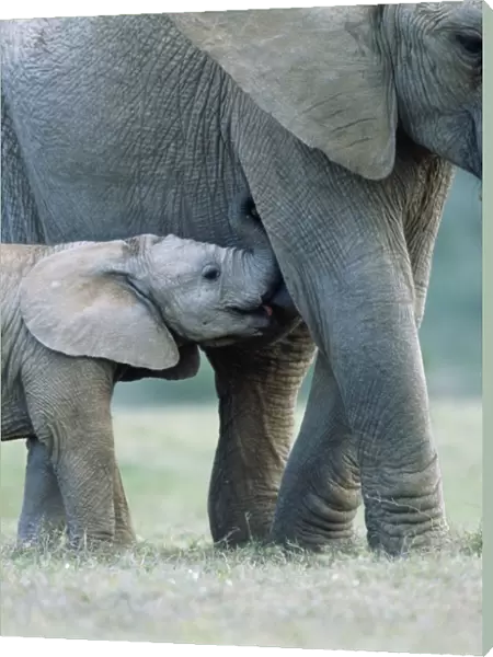 African Elephant - female & suckling calf Addo Elephant National Park, South Africa