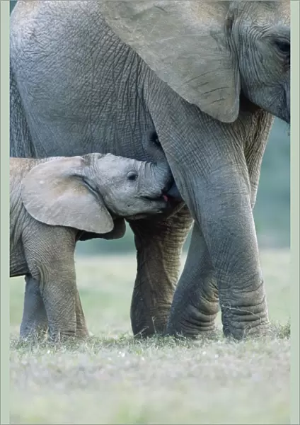 African Elephant - female & suckling calf Addo Elephant National Park, South Africa