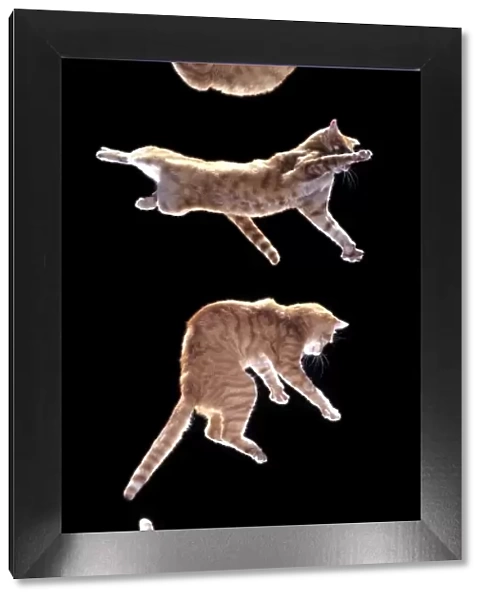 Cat Sequence of falling cat