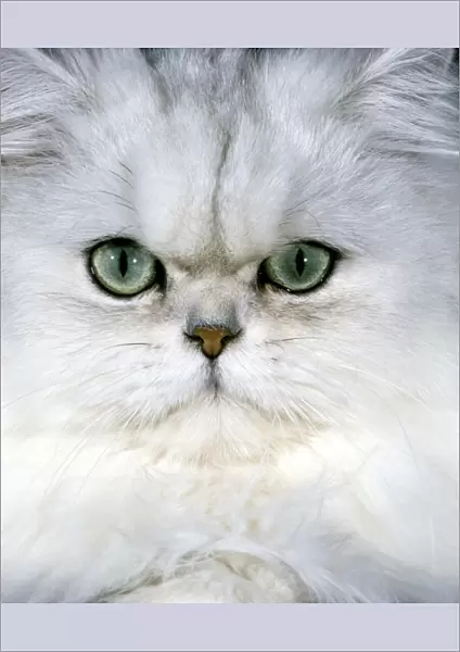 Persan Chinchilla Cat