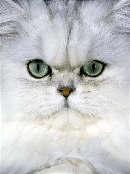 Persan Chinchilla Cat