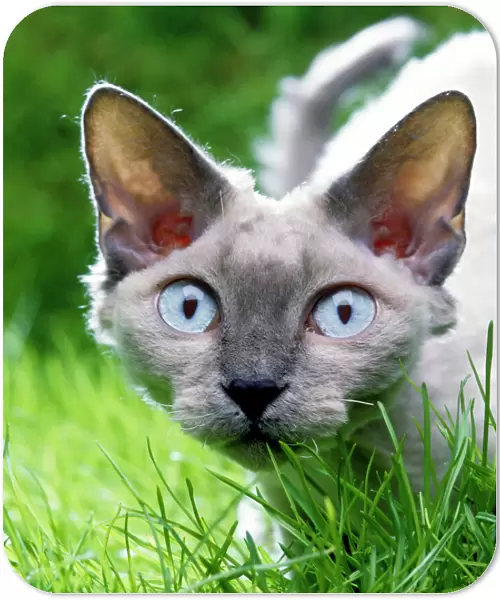 Devon Rex Cat In grass