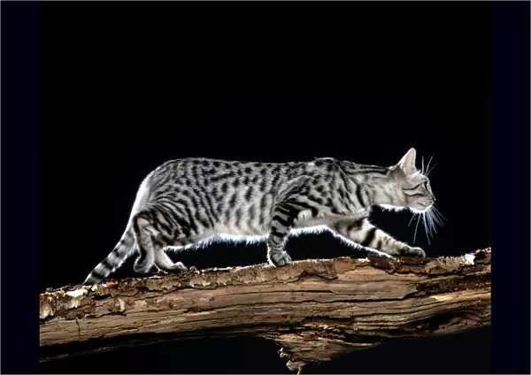 California Spangled Cat Walking on branch