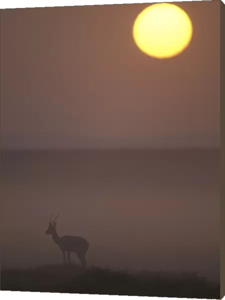 Thomson's Gazelle At dusk