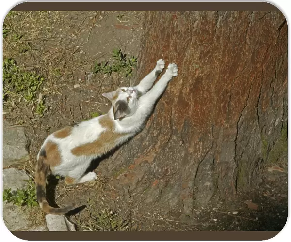 Cat Scratching its claws on a tree