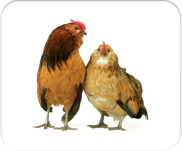 Domestic Chickens 'Bearded of Antwerp' breed