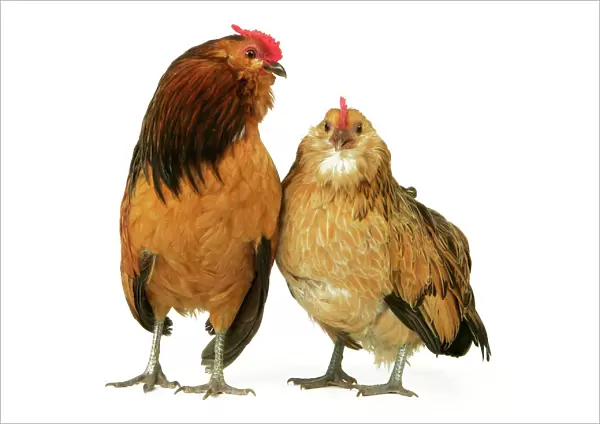 Domestic Chickens 'Bearded of Antwerp' breed