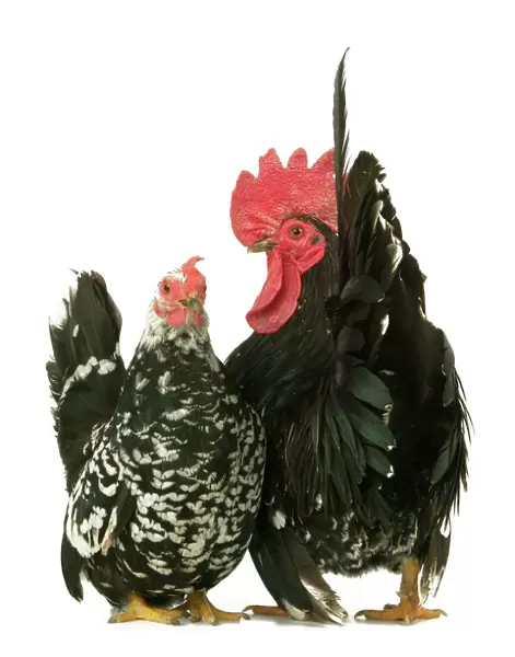 Domestic Chickens Nagasaki breed