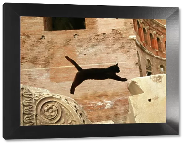Cat Leaping. Rome, Italy
