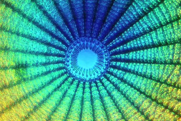 Diatom - from marine plankton sample