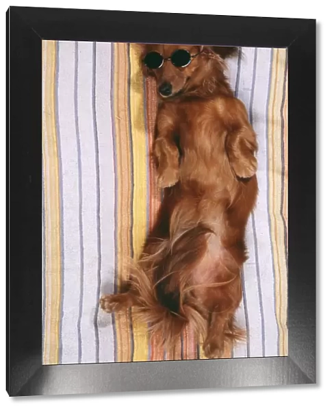 DOG - Miniature long-haired dachshund  /  Teckel - sunbathing, wi